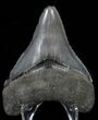 Serrated, Fossil Megalodon Tooth - Georgia #58089-2